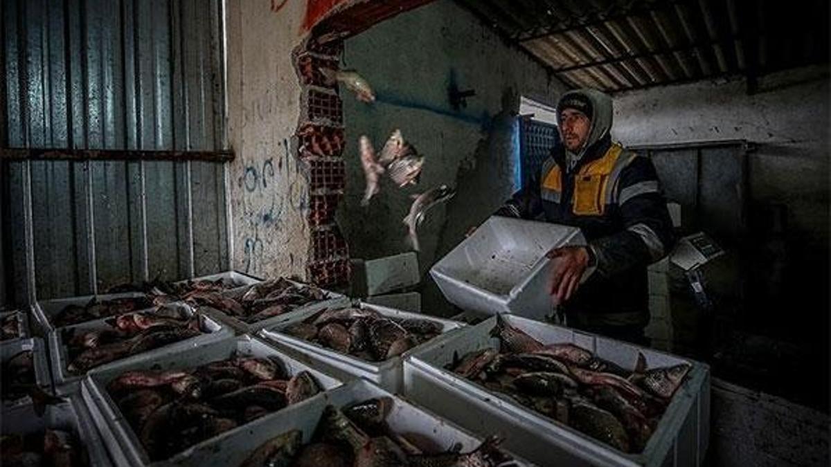 Manyas'tan çıkıyor! Kilosu 1 lira 30 kuruştan ihraç ediliyor