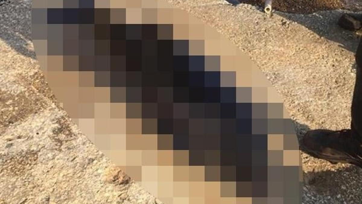 Gemlik sahiline ölü yunus vurdu!