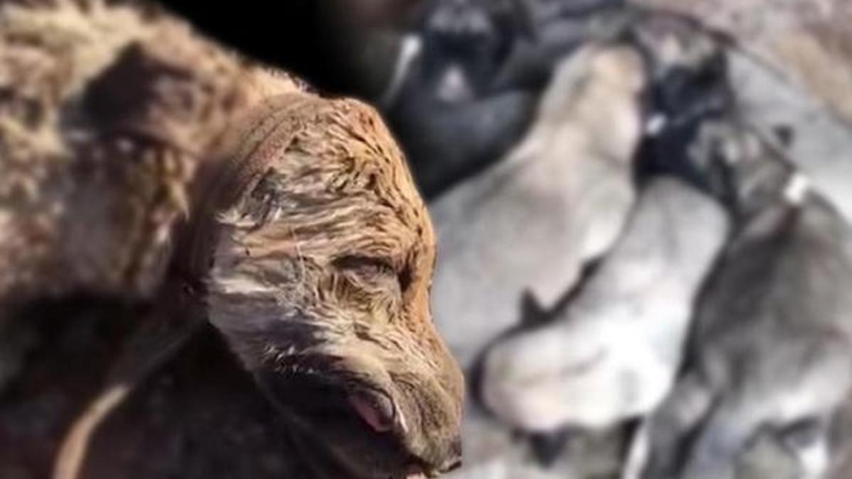 Vicdansızlık! 8 yavrusu olan köpeği silahla vurdu