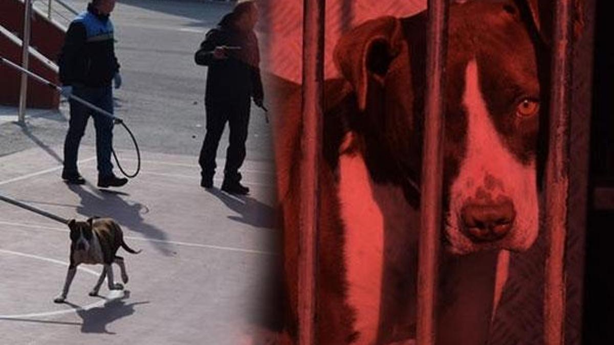 Okulda korku dolu anlar! Pitbull öğrencilere saldırdı
