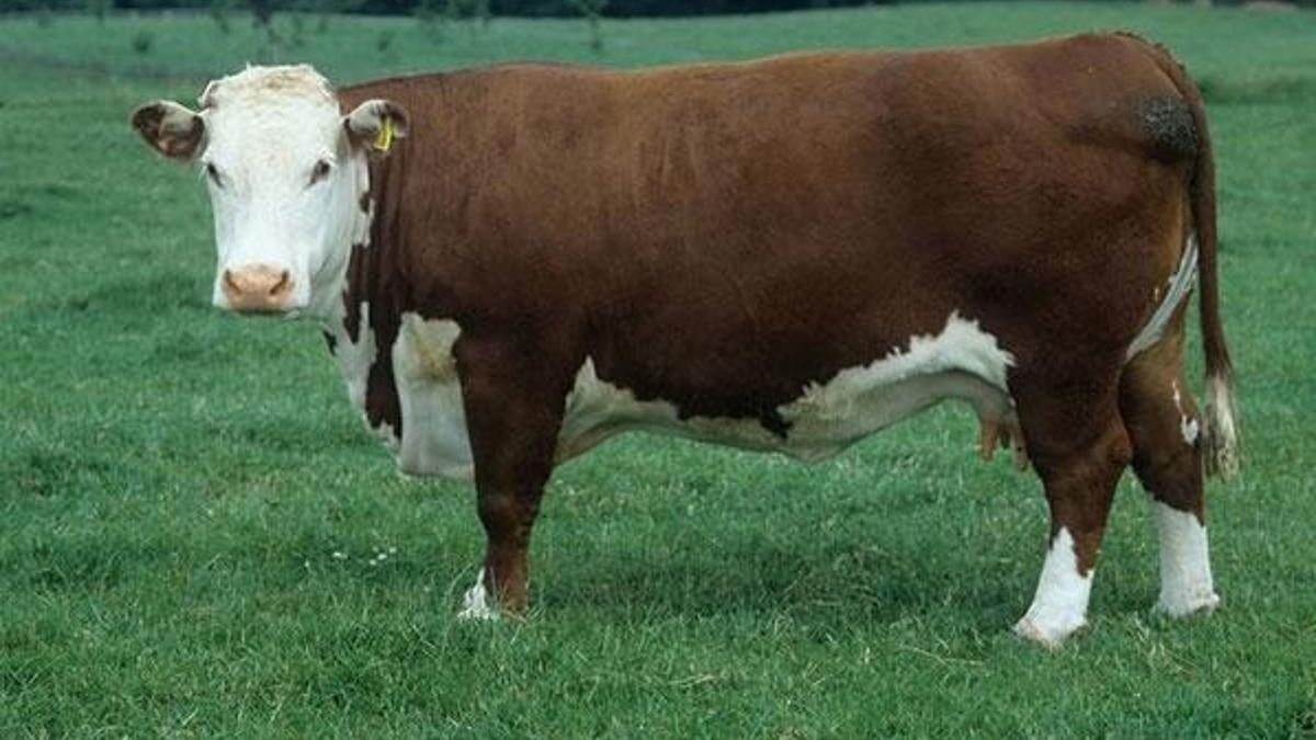 Avusturya’da bir kişiyi öldüren ineğin sahibi 490 bin avro tazminat ödeyecek