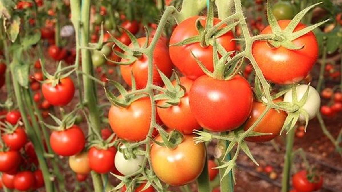 Çiftçiye "alım garantili" ürün desteği