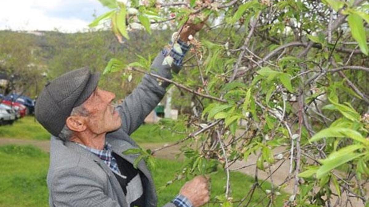 İlk hasat yapıldı! Kilosu 100 lira...