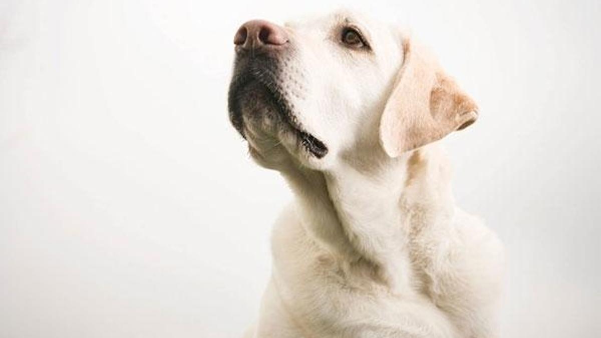Belediye vergi borcu olan ailenin köpeğine haciz getirip internette sattı