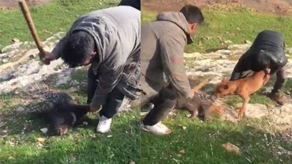 Nesli tükenmekte olan oklu kirpiyi vahşice öldürdüler
