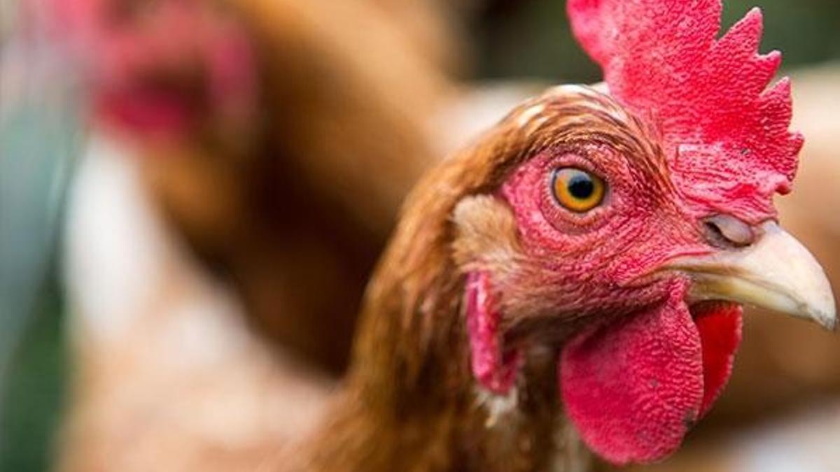 Tavuklar kümese giren tilkiyi 'birlik olup öldürdü'