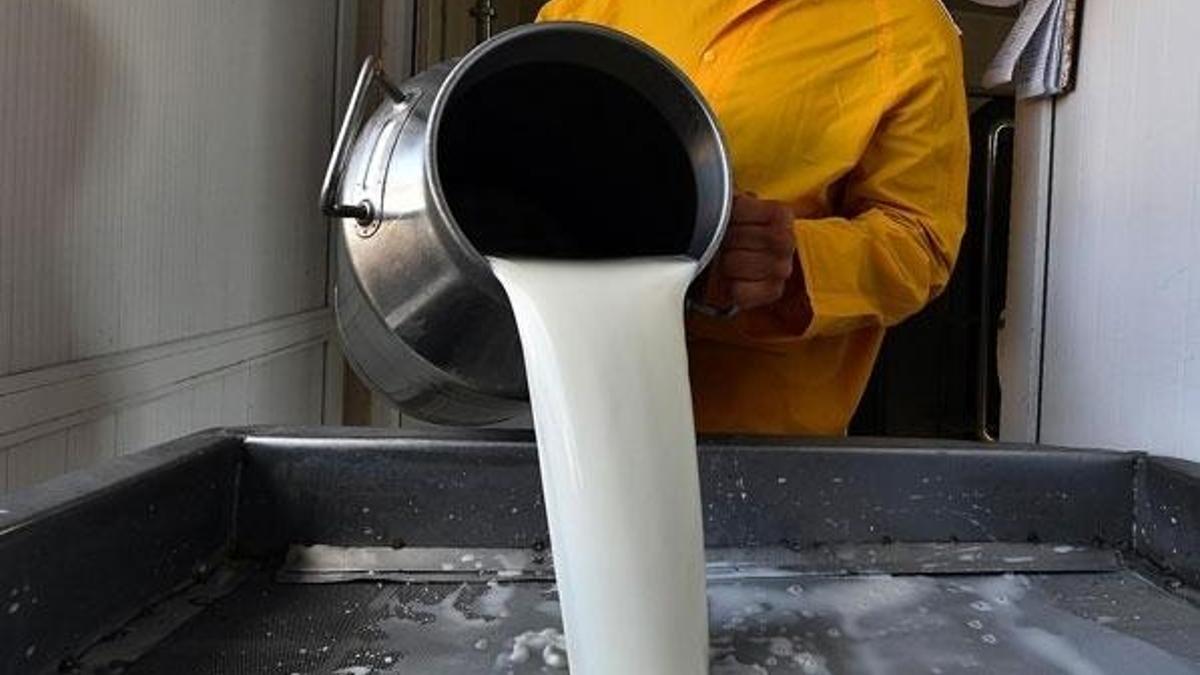 Süt desteği ile ilgili yeni gelişme! Ödemeler bankaya...