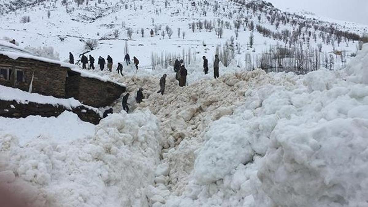 Hakkari'de 80 hayvan çığ altında kalarak telef oldu!