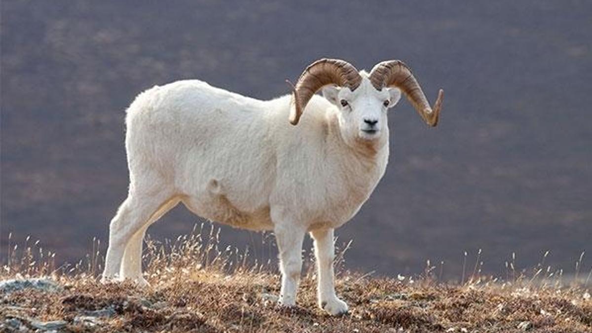 50 yıl önce spermi dondurulan koç baba oldu