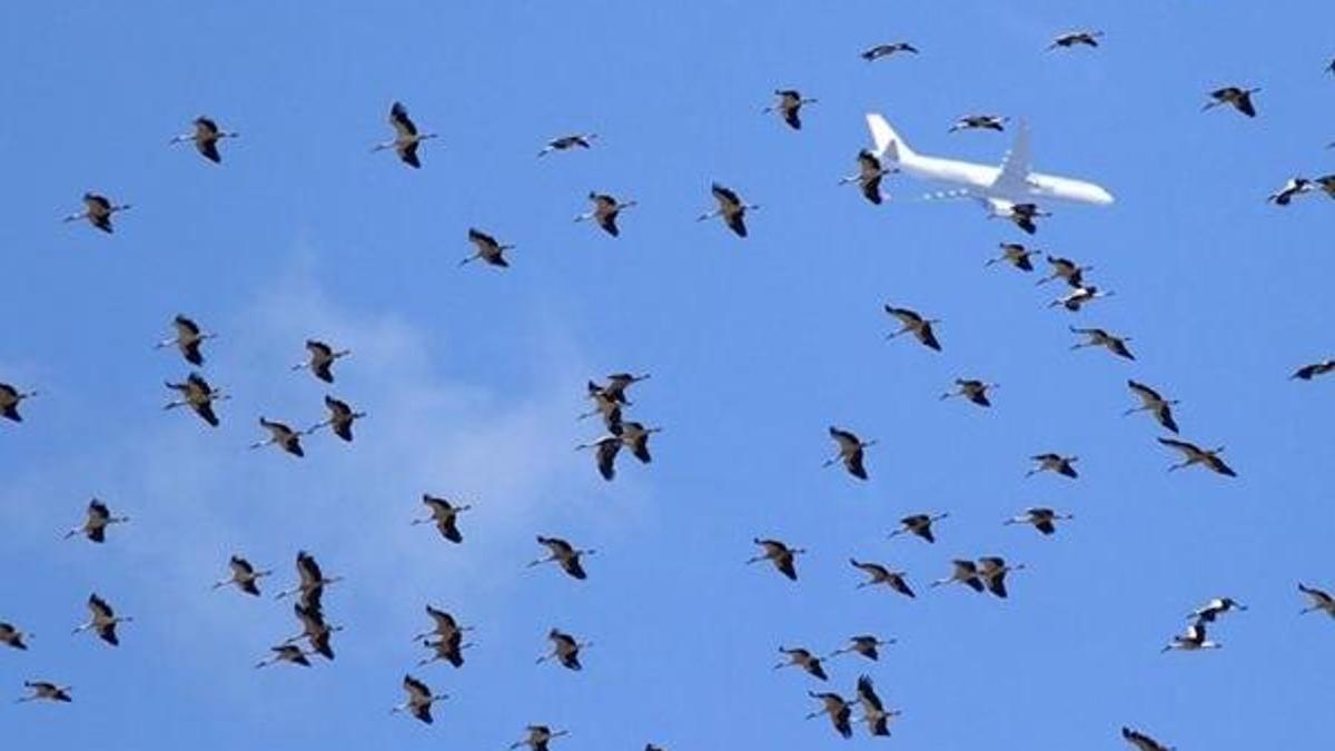 Atatürk Havalimanı'nda 'leylek' alarmı! Pilotlar birbirini uyarıyor