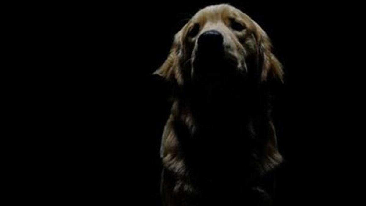 Köpeğe tecavüzde tartışma yaratan uzlaşma!