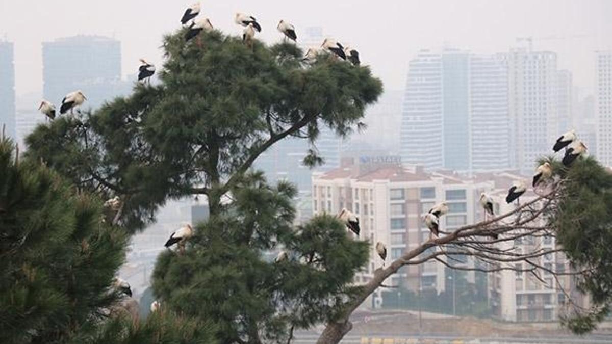 İstanbul'un kanatlı misafirleri!