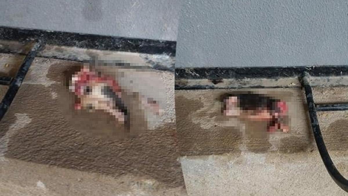 Vahşet sürüyor! Başları ve patileri kesilerek...