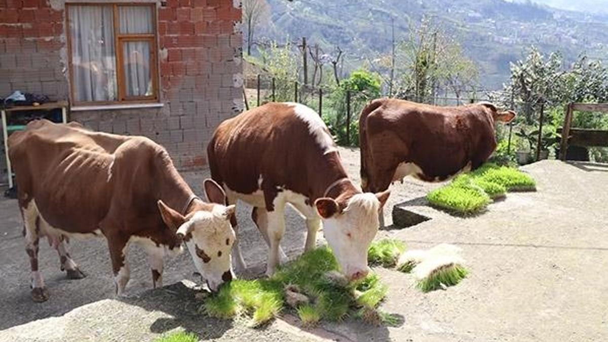 Yem üretiminde yeni yöntem! Duyan onu arıyor...