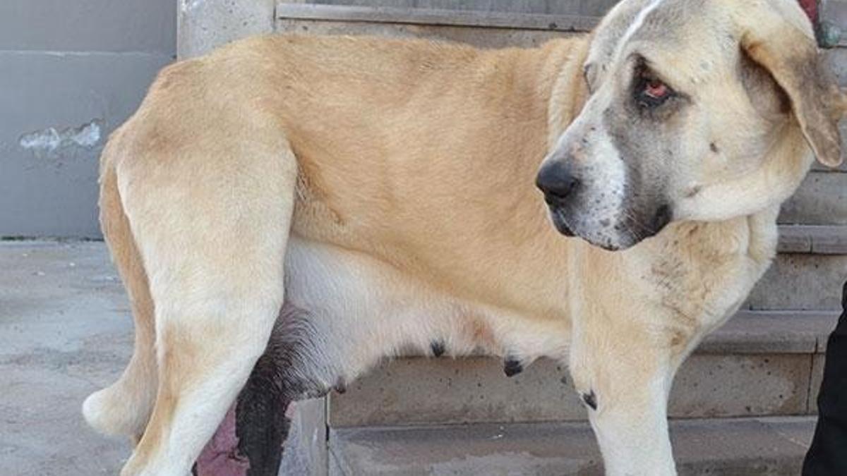 'Nazlı'nın memesinden 2 kilo tümör çıkartıldı