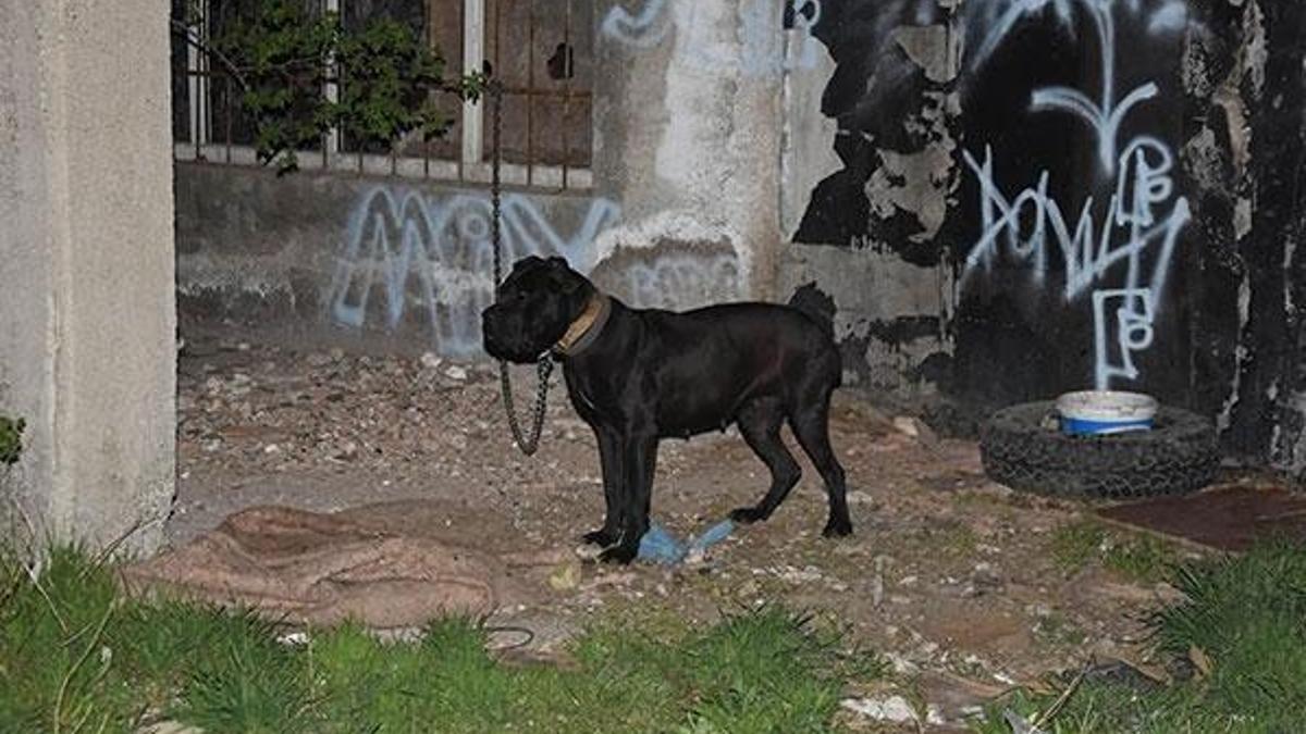 Köpeğe tecavüz iddiasıyla 2 kişiye gözaltı