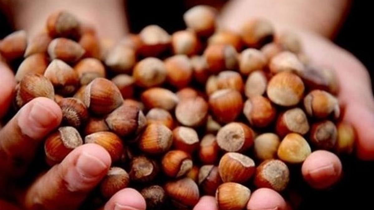 8 ayda 210 bin ton fındık ihraç edildi