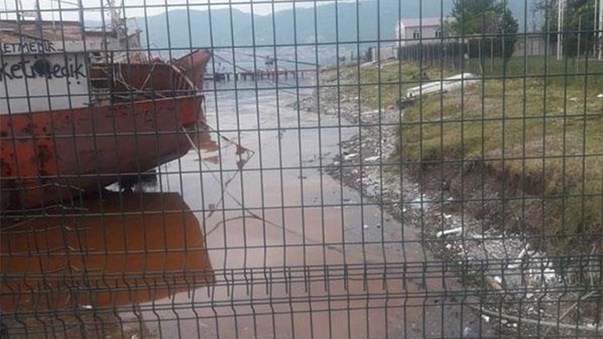 "Alg patlaması" İzmit Körfezi'nde denizin rengini değiştirdi
