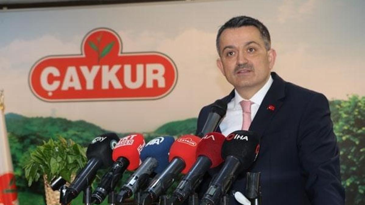 2019 yılı yaş çay alım fiyatları açıklandı