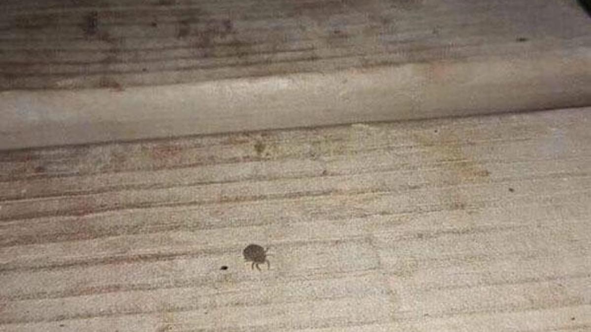 İlçede kene paniği!