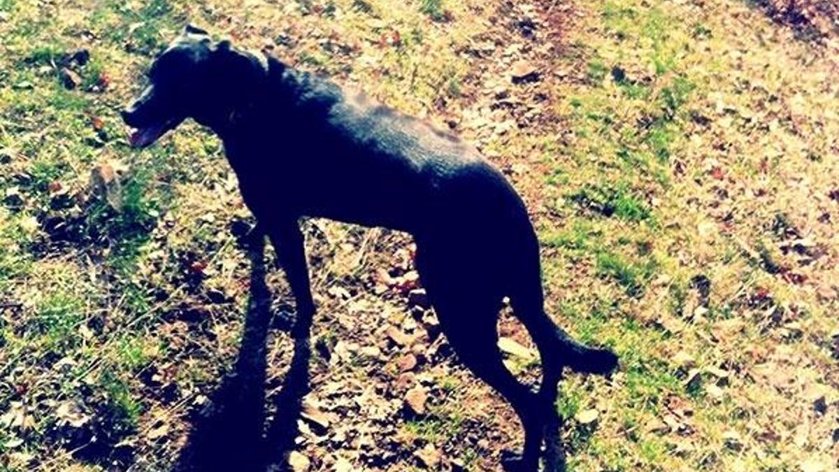 Annesi tarafından canlı canlı gömülen bebeği köpek kurtardı