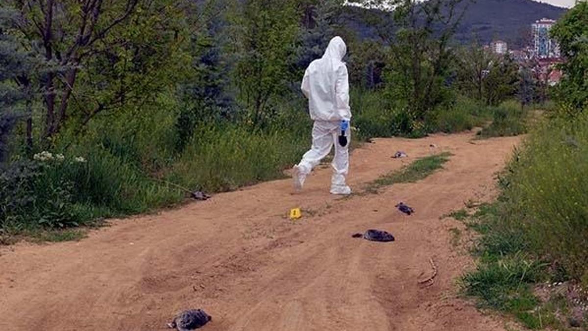 Ankara'da telef olmuş 25 çinçilla bulundu