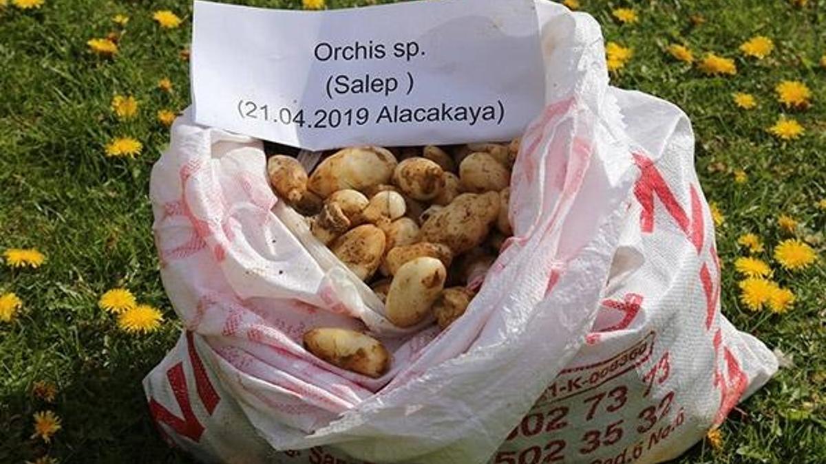 Salep soğanı ile yakalanan 5 kişiye 300 bin TL ceza kesildi!