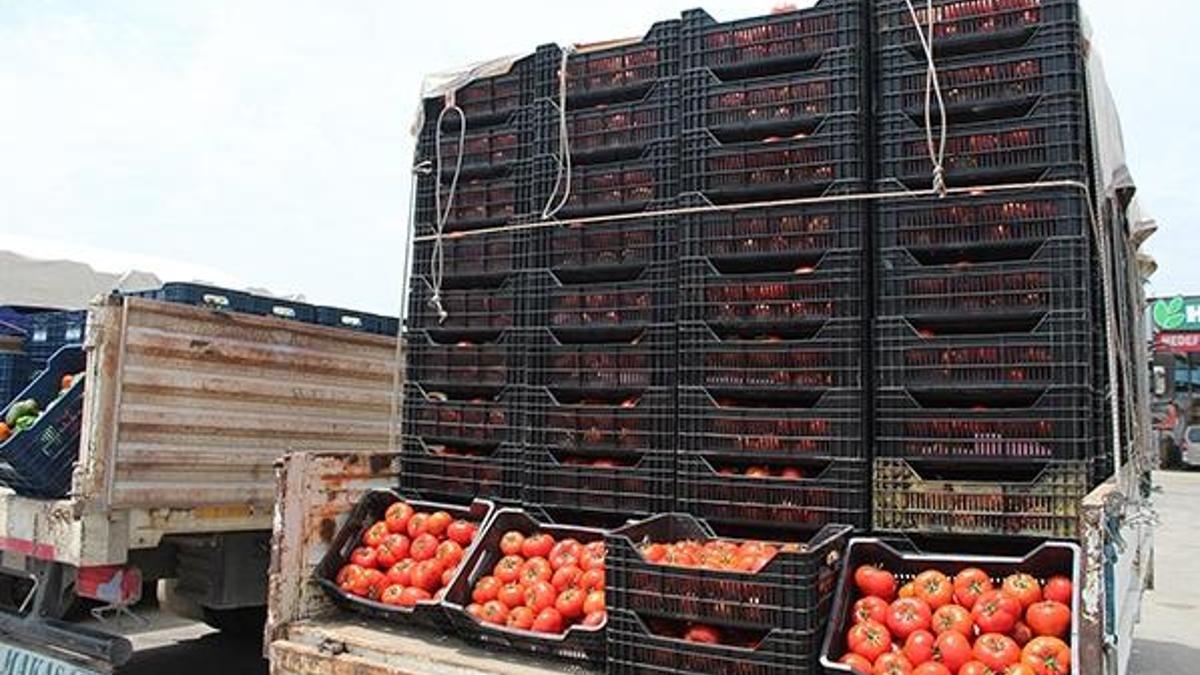 Antalya Hal’inde domates 1 liraya kadar düştü