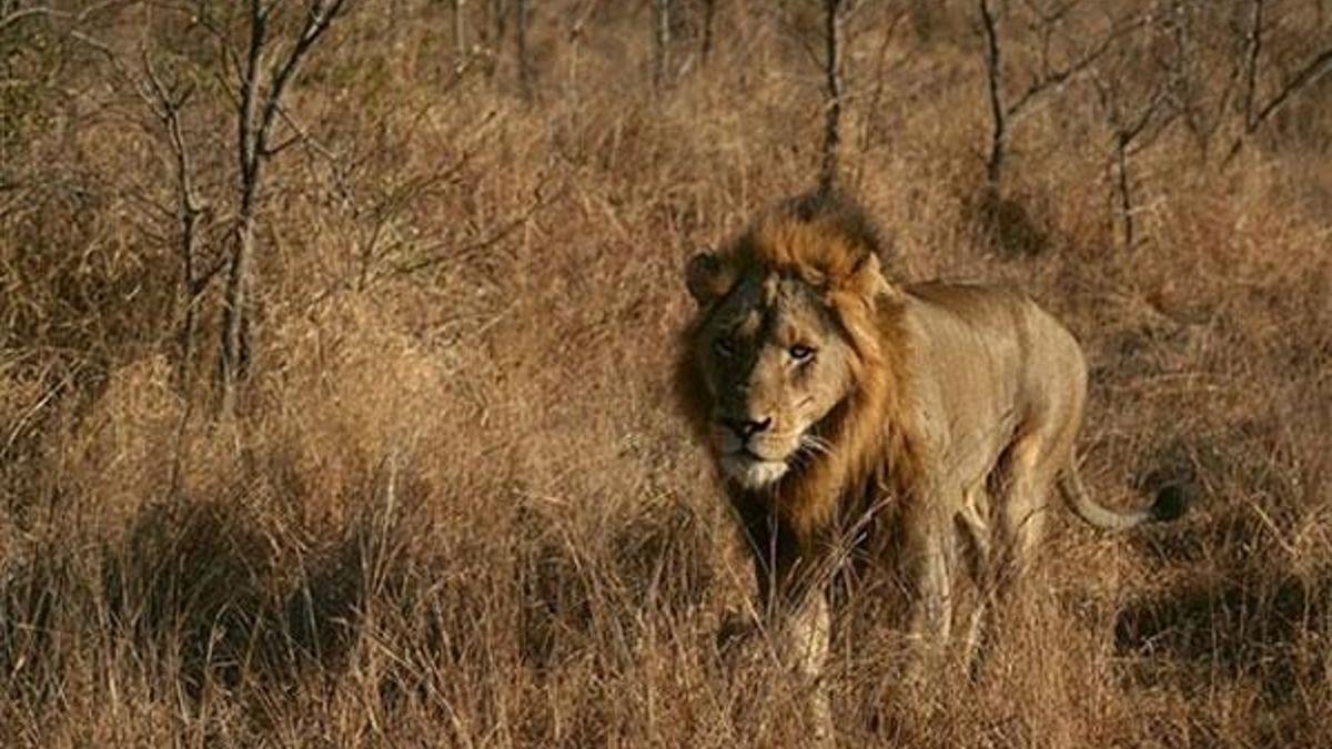 Kamerun'da kenti kaçak aslan korkusu sardı