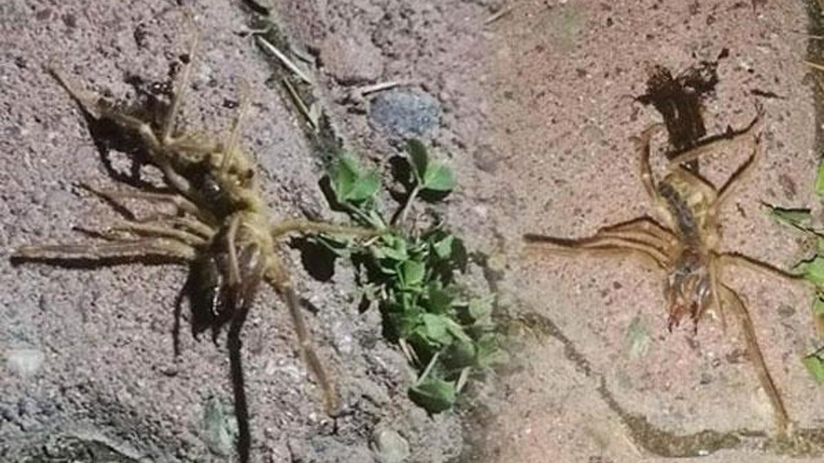 Kayseri'de 'sarıkız' paniği