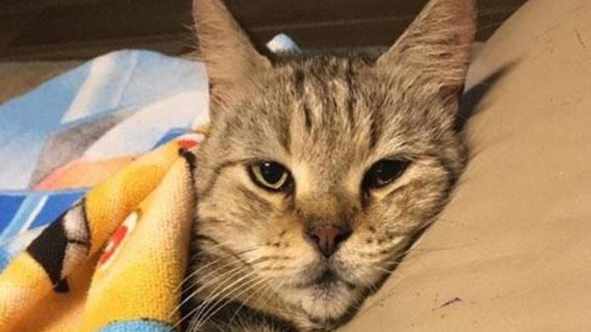 Otomobilin çarptığı sosyal medya fenomeni 'Jep' öldü