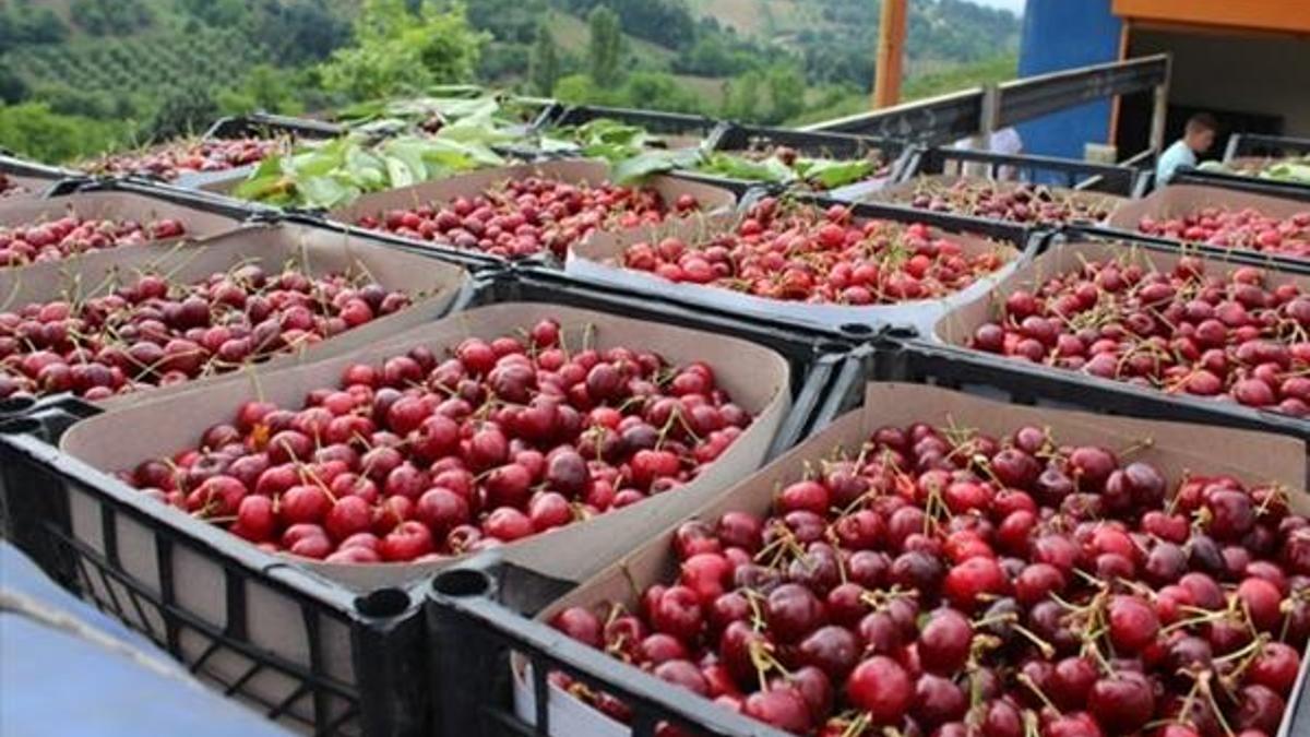 İnegöl kirazında ihracat dönemi başladı