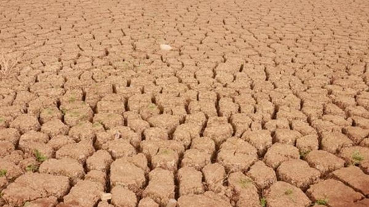 Hindistan'da kuraklık felaketi: Sıcaktan çiftçiler intihar ediyor!