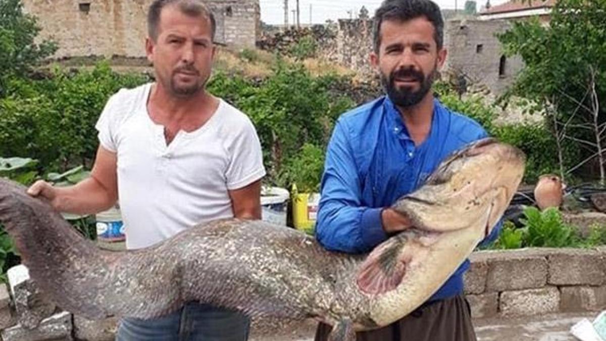 Tam 2 metre! Gören bir daha bakıyor...