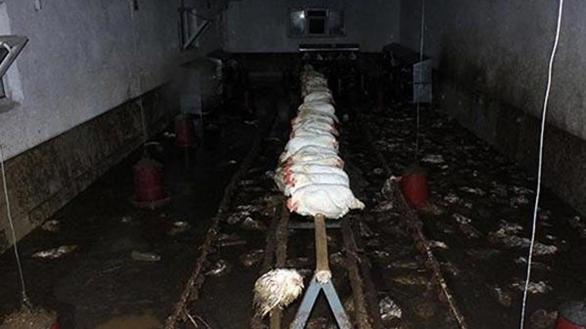 Akşam saatlerinden beri etkili oluyor! Yüzlercesi böyle bulundu