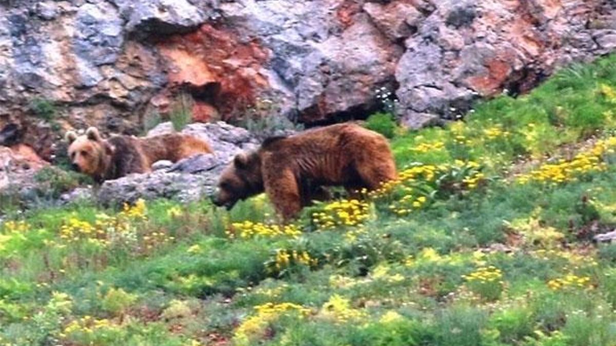 Karadeniz dağlarında görüntülendi