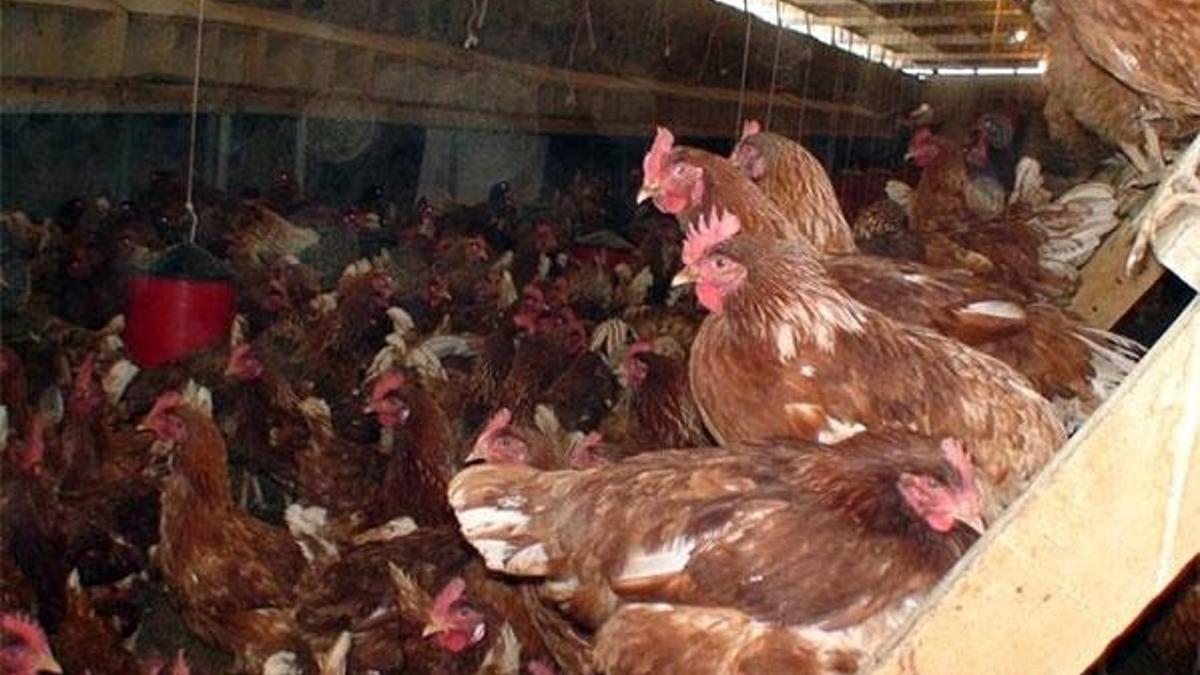 "Türkiye, Çin'e 80 milyon dolarlık tavuk ayağı ihracatı yapıyor