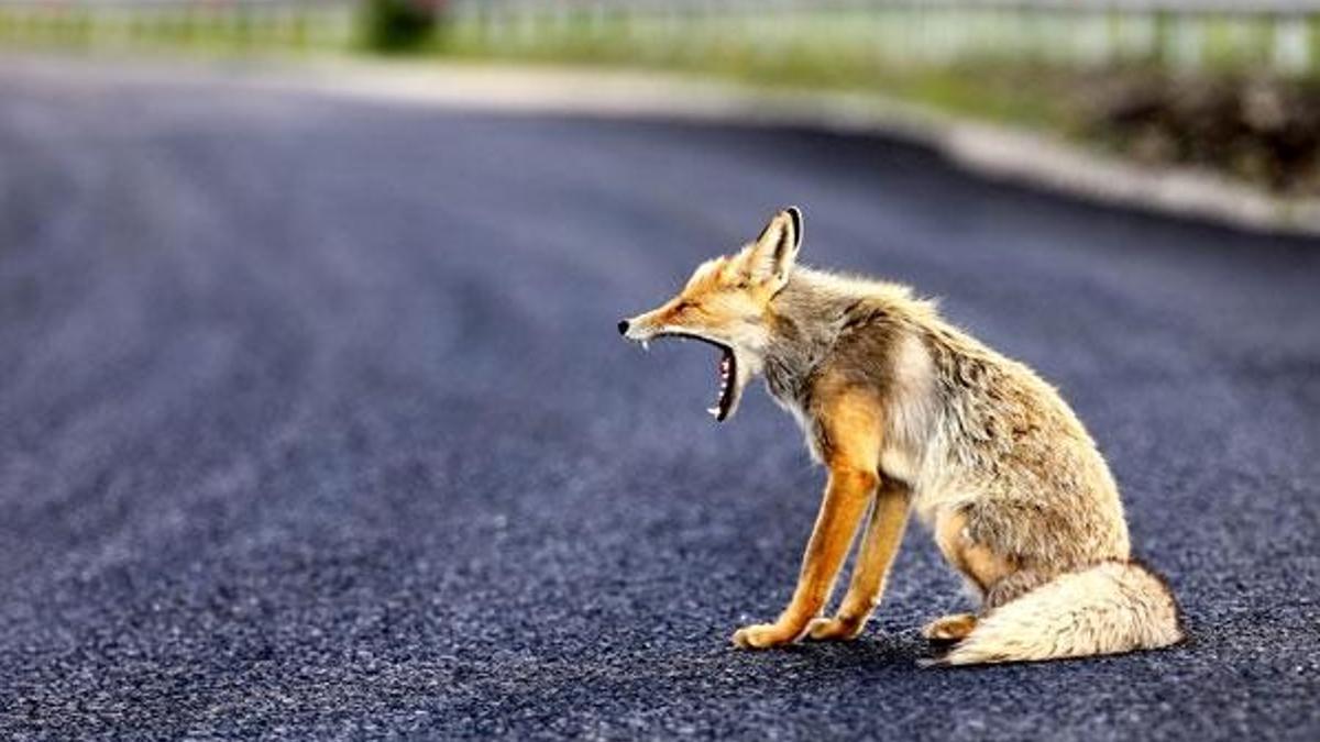 Yol kenarına inen tilki ilgi odağı oldu