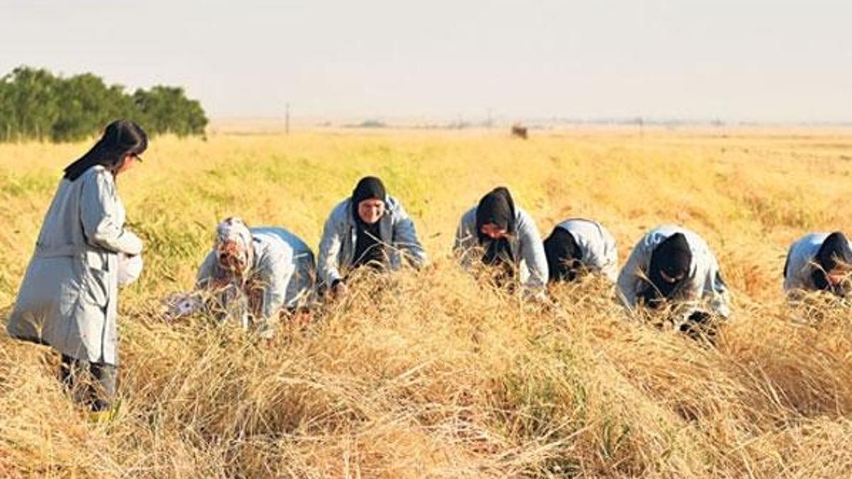 Mezopotamya’da sorgül bereketi