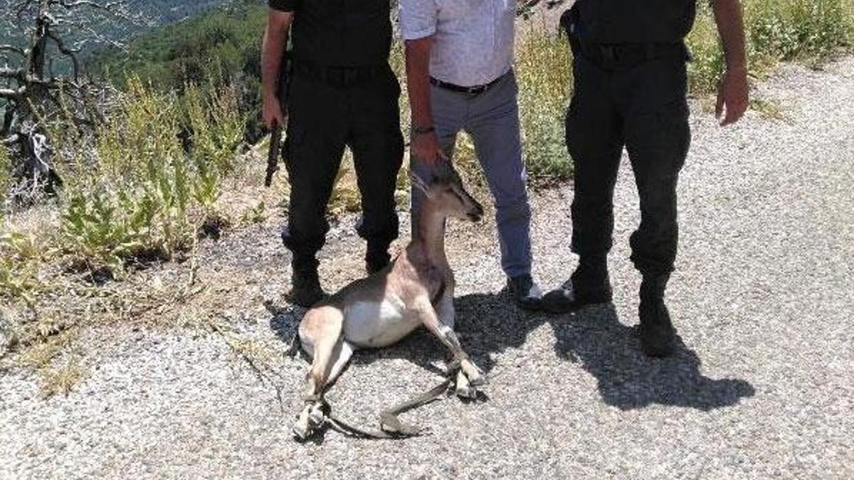 Yavru geyik vuran kaçak avcılara 27 bin lira ceza