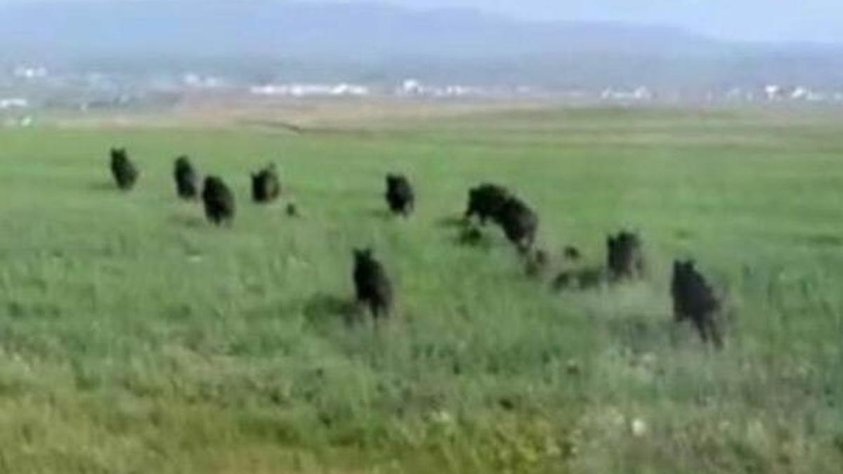 Sürü halinde geldiler! Bir köy şokta...