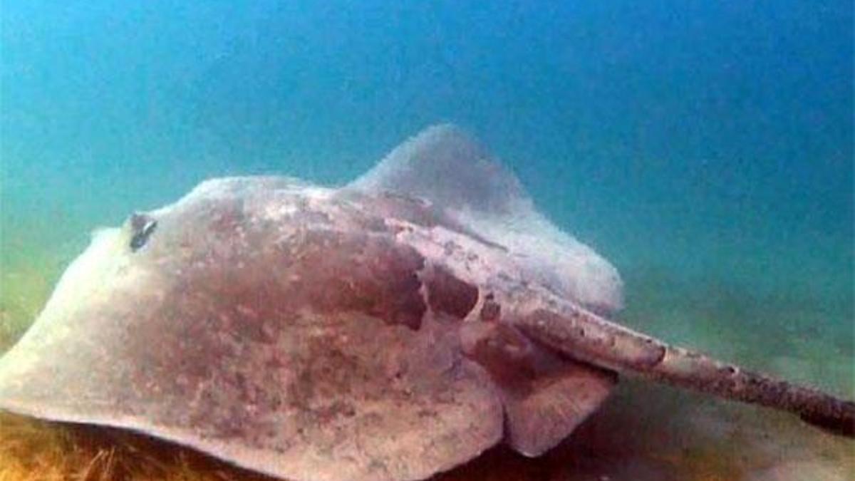 Çanakkale Boğazı’nda devasa vatoz görüntülendi