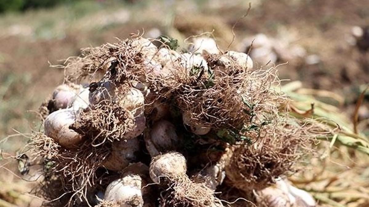Hastalığa "sarımsak" deva olacak