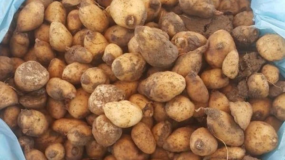 Salep soğanıyla yakalandı! 60 bin 163 lira ceza