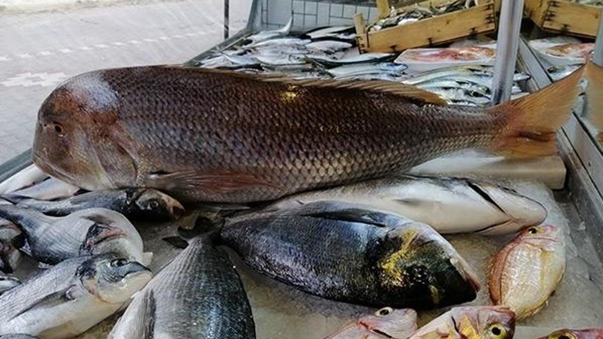 Oltayla 12 kiloluk sinarit yakaladı