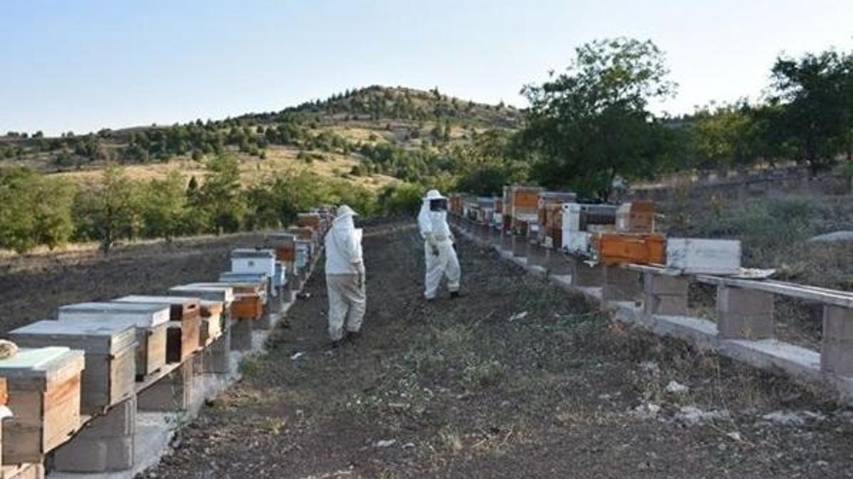 Kilosu 500 bin Türk Lirası! Balı da şifa, zehri de şifa...