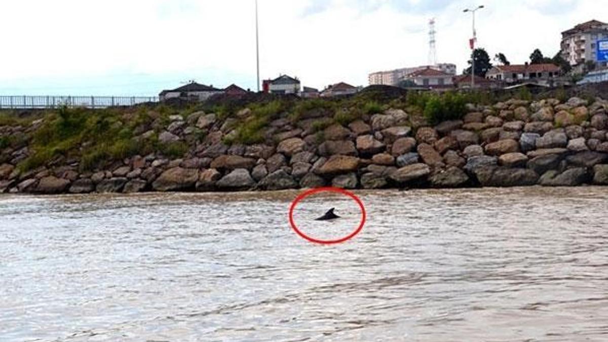 Alaplı Çayı'nda ilk kez görüldü!