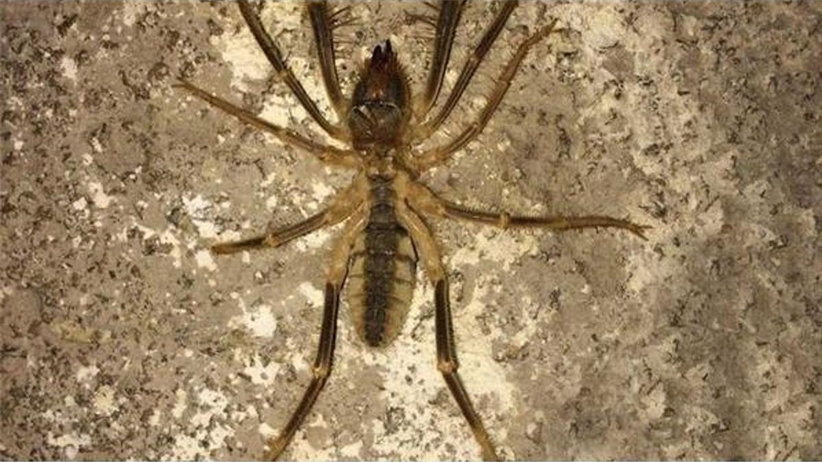 Zehirli örümcek tedirgin etti! 13 santimetre uzunluğunda…