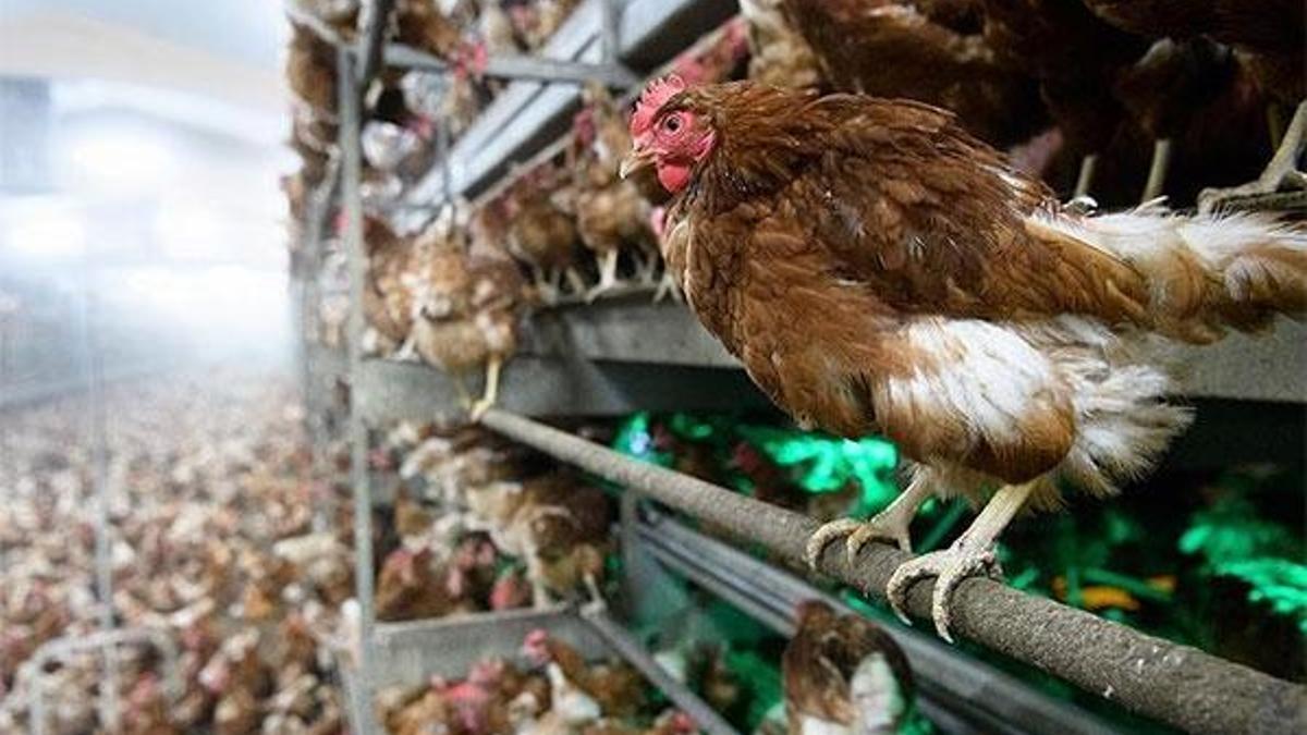 Gezen tavuk üçkâğıdı