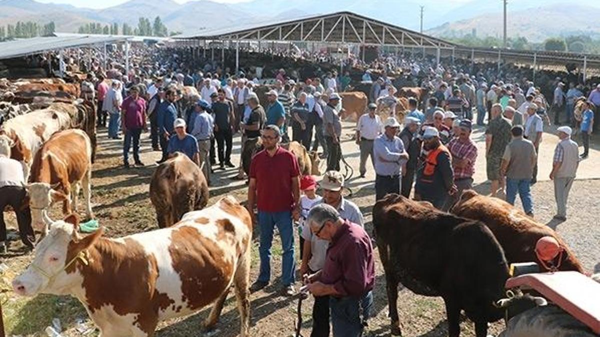 1 ton ağırlığındaki 'Herkül' 16 bin liraya satıldı!